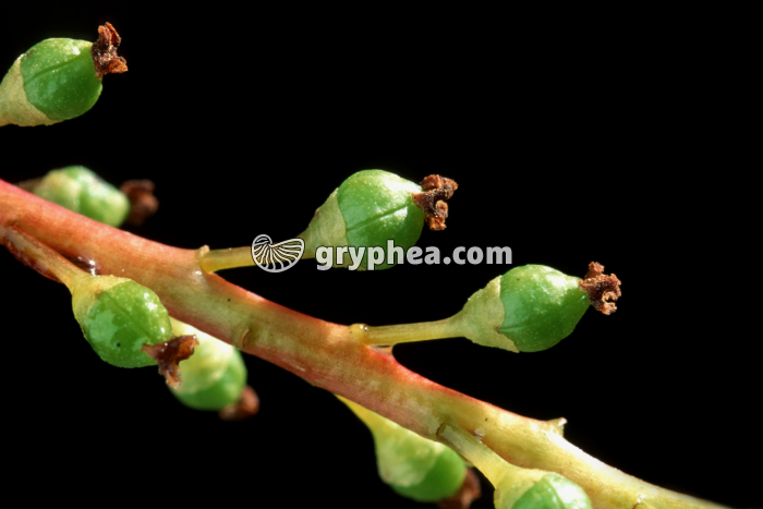 Peuplier blanc (Populus alba) - fruits - gryphea.com
